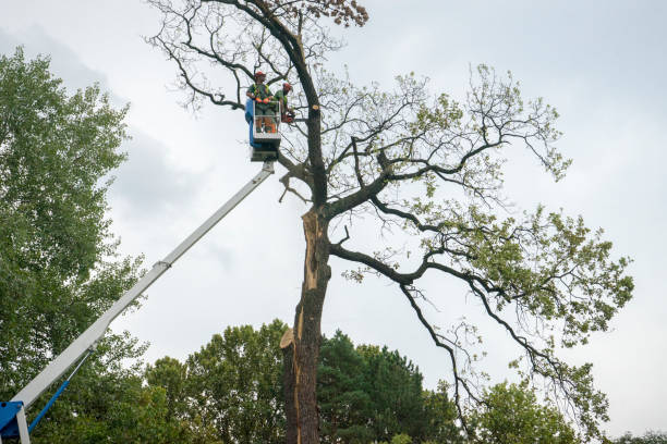 Chatham, VA Tree Service Company